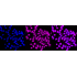 KD-Validated CD147 Rabbit mAb (20 μl)