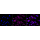 KD-Validated CD49e Rabbit mAb (20 μl)