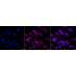 KD-Validated CD49e Rabbit mAb (20 μl)
