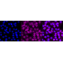 KD-Validated CSK Rabbit mAb (20 μl)
