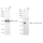 KD-Validated CSK Rabbit mAb (20 μl)