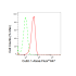 KD-Validated CUL1 Rabbit mAb (20 μl)