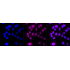 KD-Validated CUL1 Rabbit mAb (20 μl)