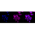 KD-Validated GSK3A Rabbit mAb (20 μl)