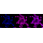 KD-Validated GSS Rabbit mAb (20 μl)