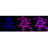KD-Validated GSS Rabbit mAb (20 μl)