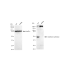 KD-Validated GSS Rabbit mAb (20 μl)