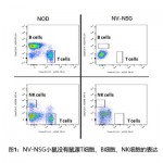 免疫缺陷NSG小鼠（每只）