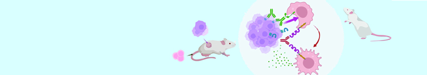 免疫系统人源化小鼠模型定制服务
