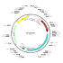 Adenovirus FLPo (200 µl)