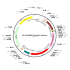 Adenovirus U6-shRNA-mCherry (200 µl)
