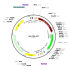 AAV CB6-GFP (30 µl)