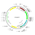 AAV CMV-GFP-Anc80L65 (30 µl)