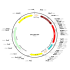 AAV mRFP (30 µl)