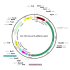 AAV CMV-saCas9-U6-sgRNA (30 µl)