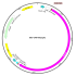 AAV CMV-hAsCpf1 (30 µl)