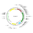 AAV CMV-iCre (30 µl)