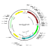 AAV EF1a-FRT-GFP (30 µl)