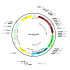 AAV EF1α-GFP (30 µl)