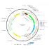 AAV Efs-GFP (30 µl)