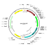 AAV GFAP-GFP (30 µl)