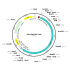 AAV CMV-hCas9 (30 µl)