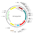 AAV Syn-Cre-mCherry (30 µl)