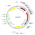 AAV mRFP (30 µl)