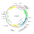 AAV TBG-GFP (30 µl)