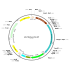 AAV TBG-Luc-P2A-GFP (30 µl)