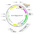 AAV U6-miRNA-GFP (30 µl)