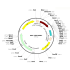 AAV cTNT-Null (30 µl)