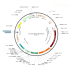 Lentivirus CAG-ChiEF-IRES-Puro (2× 25 µl)