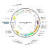 Lentivirus CMV-Cre-GFP-Puro (2× 25 µl)
