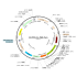 Lentivirus CMV-Cre-Puro (2× 25 µl)
