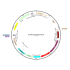 Lentivirus CMV-Cre-mCherry-Puro (2× 25 µl)