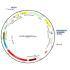 Lentivirus CMV-tdTOMATO-Puro (2× 25 µl)