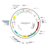 Lentivirus EF1a-FLPo-Puro (2× 25 µl)