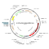 Lentivirus Ef1a-Mito-DsRed-IRES-Puro (2× 25 µl)