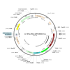 Lentivirus Ef1a-Mito-GFP-IRES-Puro (2× 25 µl)