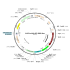 Lentivirus EF1α-NLS-GFP-Neo (2× 25 µl)