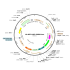 Lentivirus SFFV-GFP-IRES-Puro (2× 25 µl)
