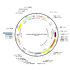 Lentivirus Syn-hChR2(H134R)-EYFP (2× 25 µl)