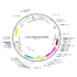 Lentivirus Syn-ChR2-Venus (2× 25 µl)