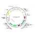 Lentivirus Syn-Cre-Syn-GFP (2× 25 µl)