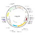 Lentivirus Syn-FLPo (2× 25 µl)