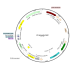 Lentivirus Synapsin-Null (2× 25 µl)