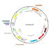 Lentivirus Synapsin-RFP (2× 25 µl)