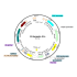 Lentivirus Synapsin-iCre (2× 25 µl)