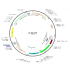 Lentivirus TRE-GFP (2× 25 µl)